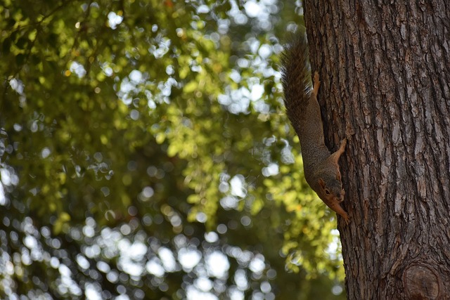 九游游戏平台：全红婵拍广告引争议：天才少女“发育关”与商业价值如何平衡？.